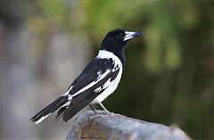 Pied Butcherbird